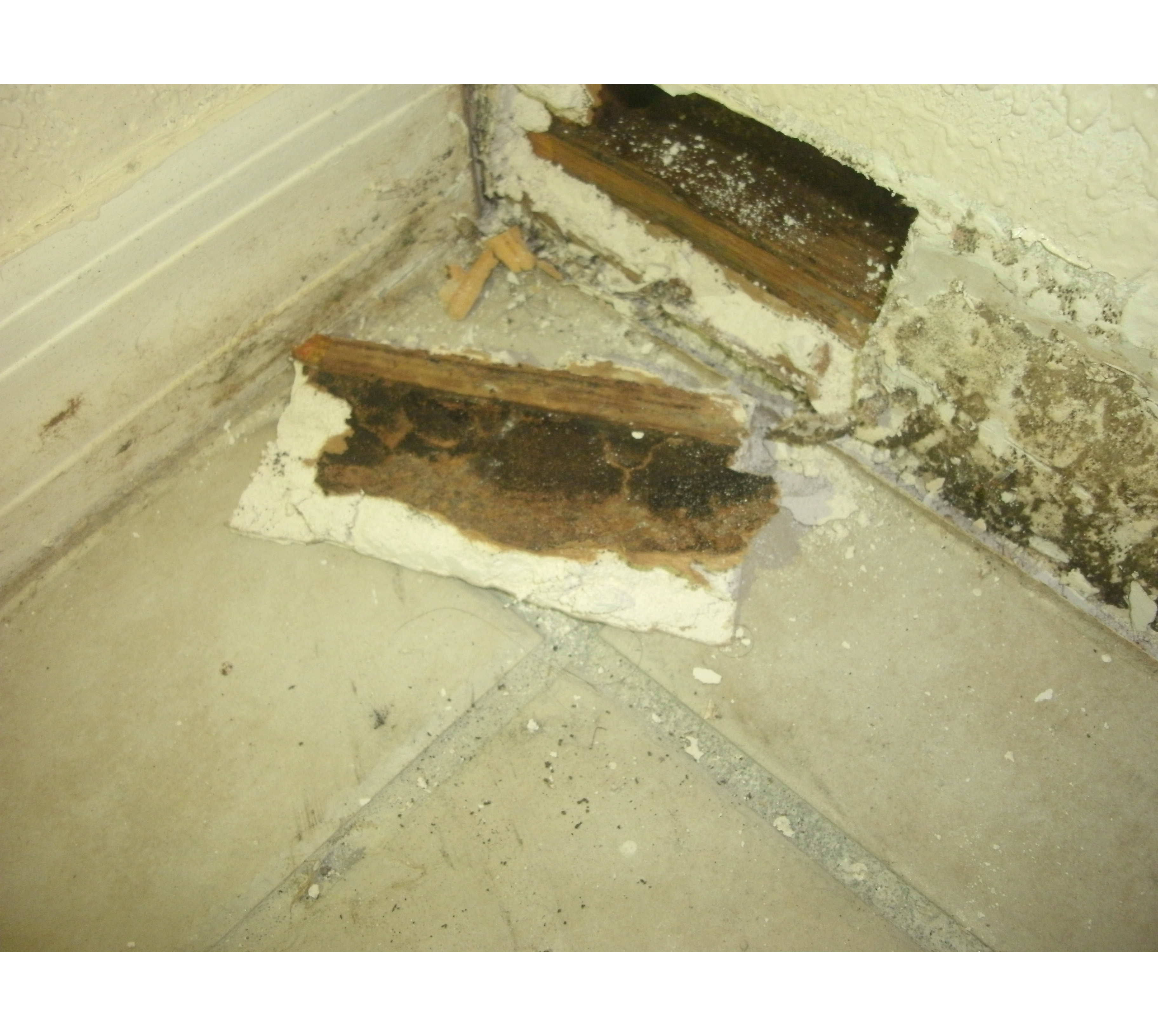 Mold Remediation