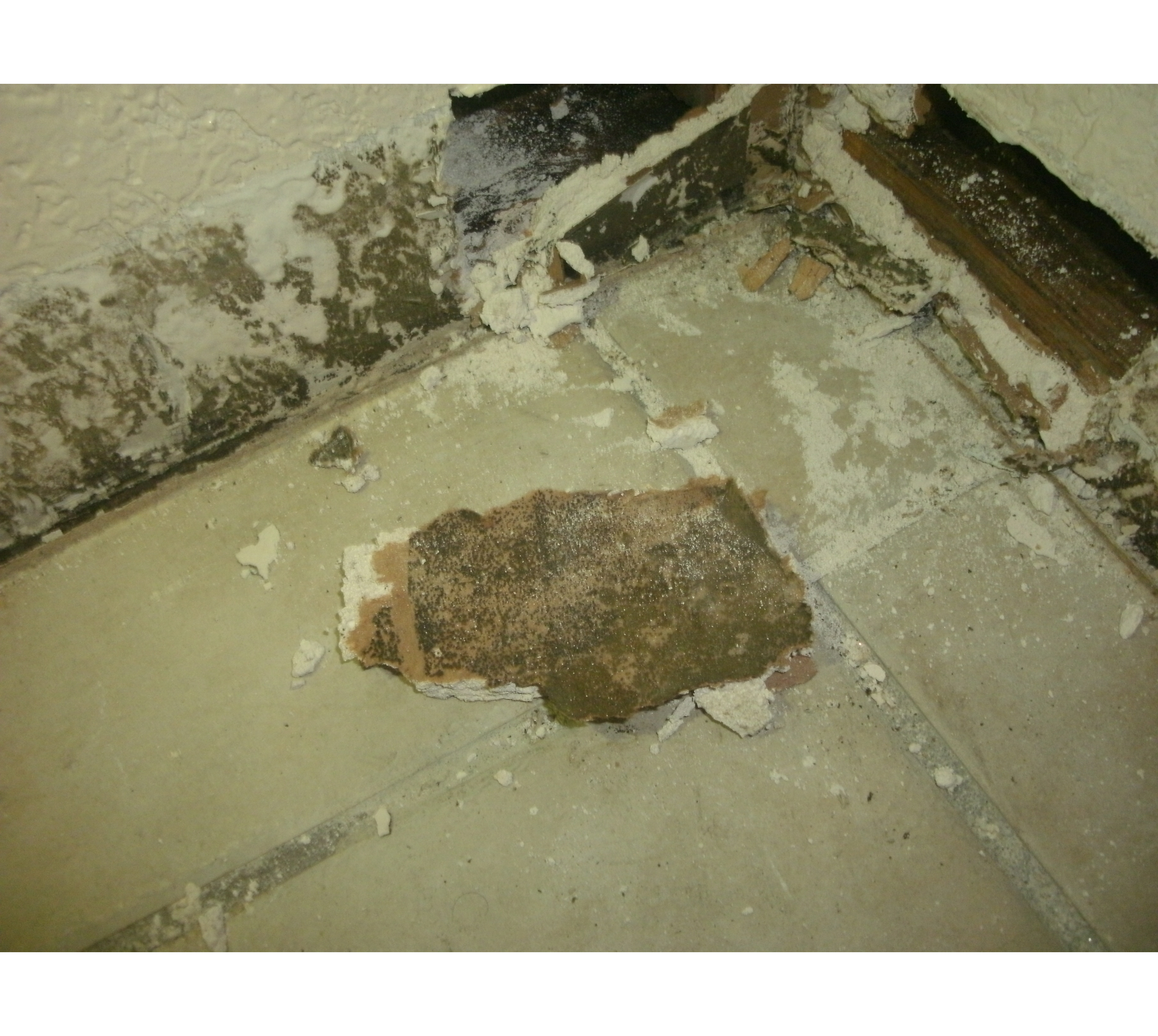 Mold Remediation